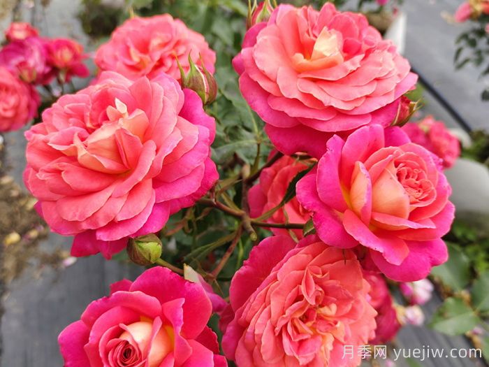 常見花卉的花語，不同節(jié)日的送花選擇(圖1)