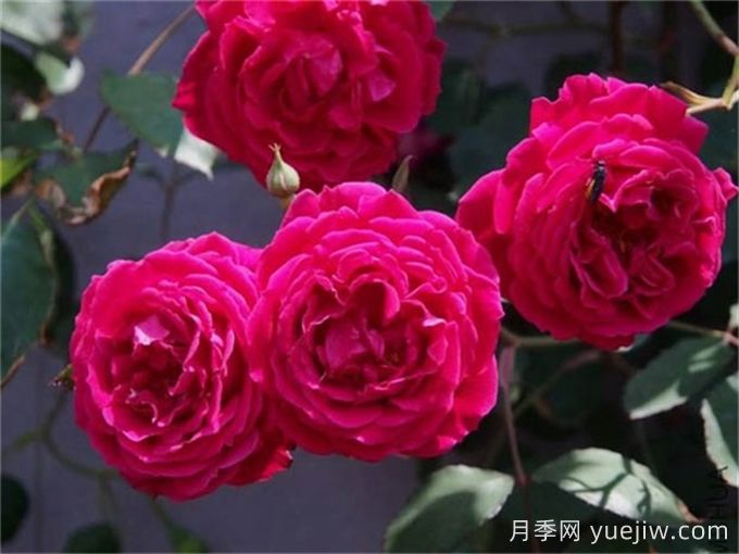 古老月季推薦，軟香紅月季(圖1)