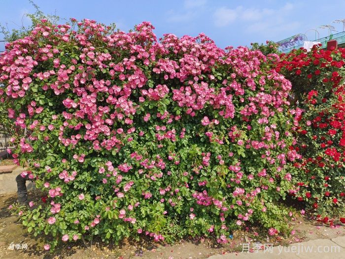 十個(gè)田園景觀設(shè)計(jì)理念，回歸美好田園庭院生活(圖1)