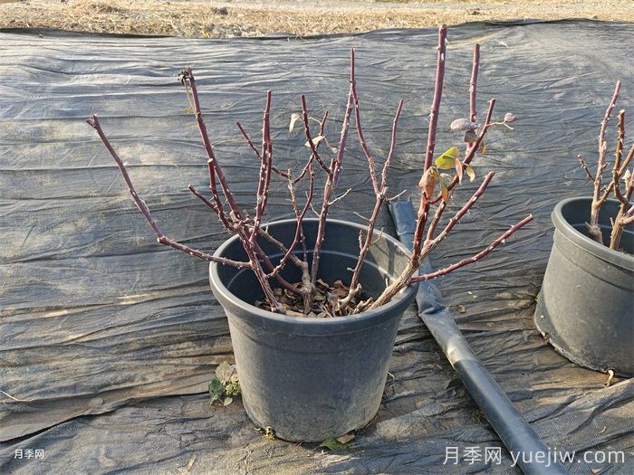 讓植物冬季安然越冬的養(yǎng)護指南(圖1)