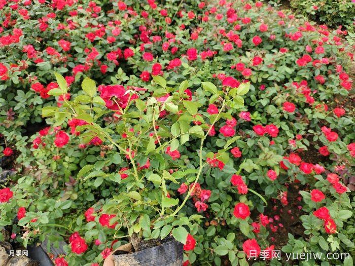如何養(yǎng)好月季花盆栽？(圖2)