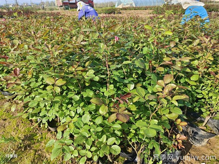 園林綠化工程為什么在春季種植月季？(圖2)