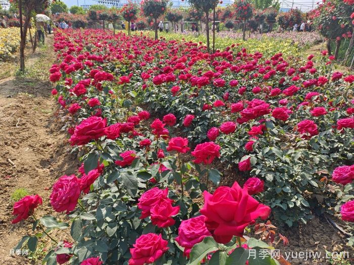 園林綠化工程為什么在春季種植月季？(圖1)