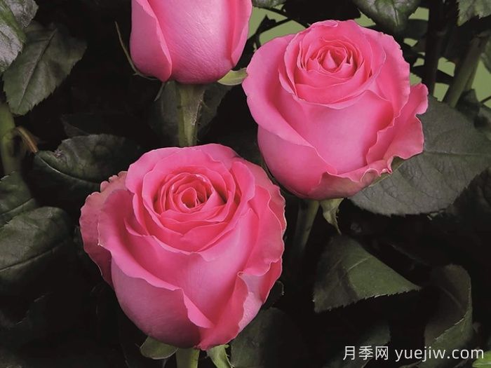月季推薦，上海夫人月季(圖1)