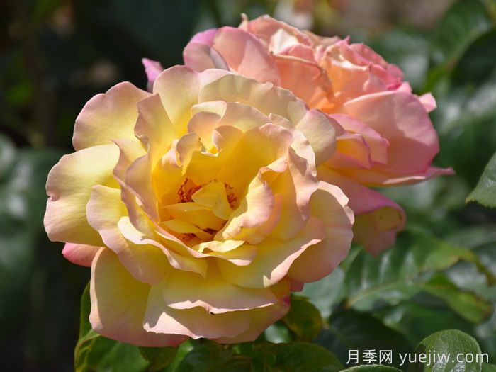 花比臉大月季系列，十個(gè)超大花的月季品種(圖1)