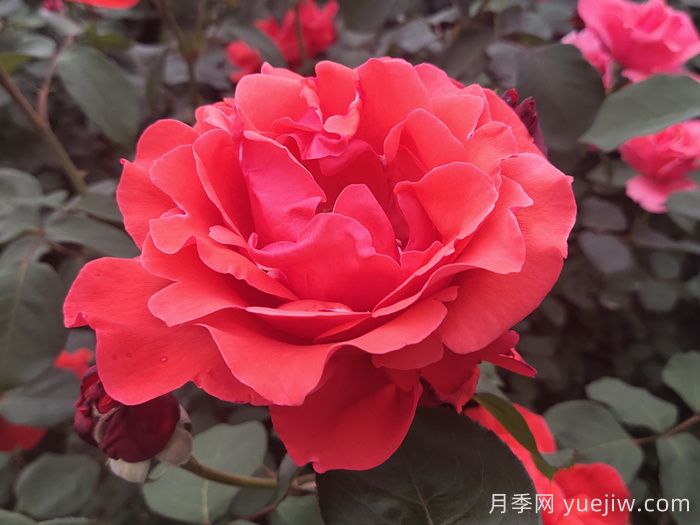 花比臉大月季系列，十個(gè)超大花的月季品種(圖2)