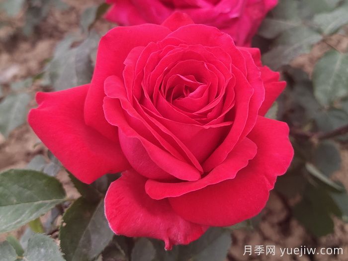 花比臉大月季系列，十個(gè)超大花的月季品種(圖3)