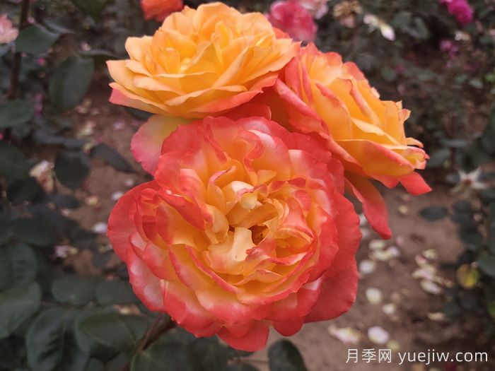 花比臉大月季系列，十個(gè)超大花的月季品種(圖5)