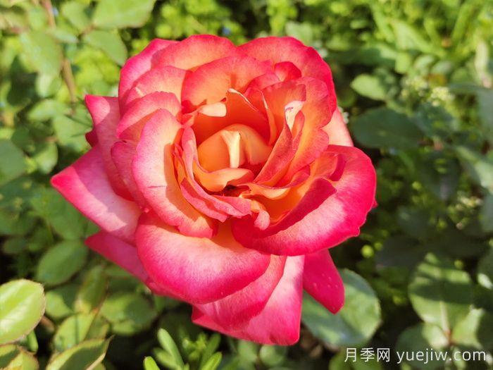 花比臉大月季系列，十個(gè)超大花的月季品種(圖7)