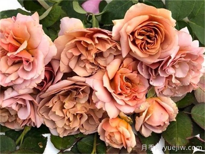 咖啡拿鐵月季推薦，棕色復(fù)古玫瑰(圖1)
