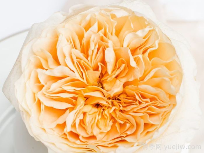 艾菲月季優(yōu)缺點，奧斯汀黃色切花，觀賞價值高(圖1)