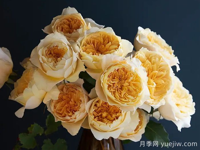 艾菲月季優(yōu)缺點，奧斯汀黃色切花，觀賞價值高(圖2)