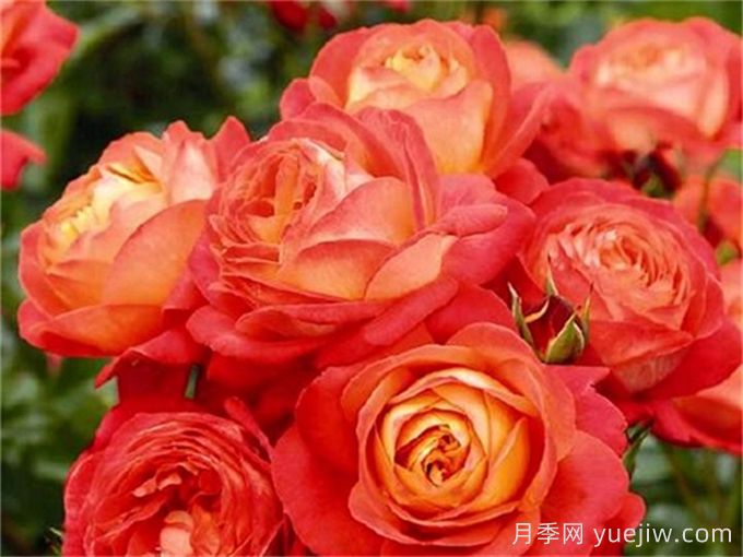 橙色浪漫月季推薦，花色鮮艷，浪漫橙色(圖1)