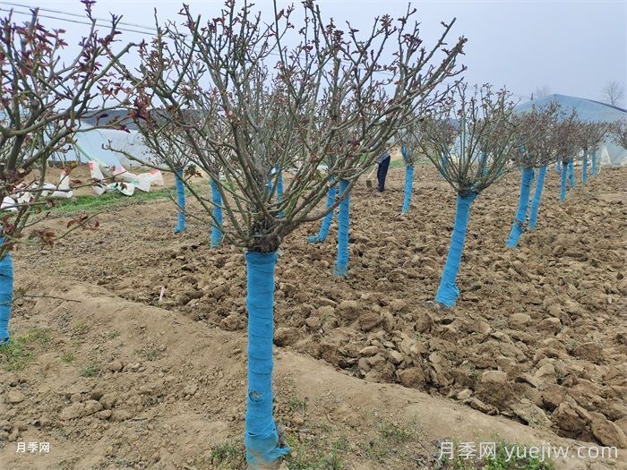 花園養(yǎng)花，秋冬過(guò)渡，越冬清理，春季準(zhǔn)備(圖1)