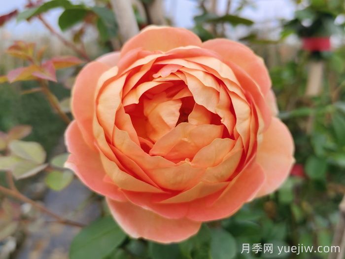 夏洛特夫人月季有什么缺點(diǎn)？(圖1)