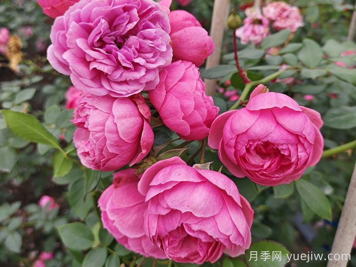 ?重新了解月季，月季的習性、養(yǎng)花、時間(圖2)
