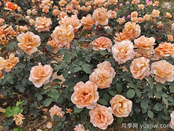 春季月季如何施肥？施肥時間和施肥方法     (圖3)