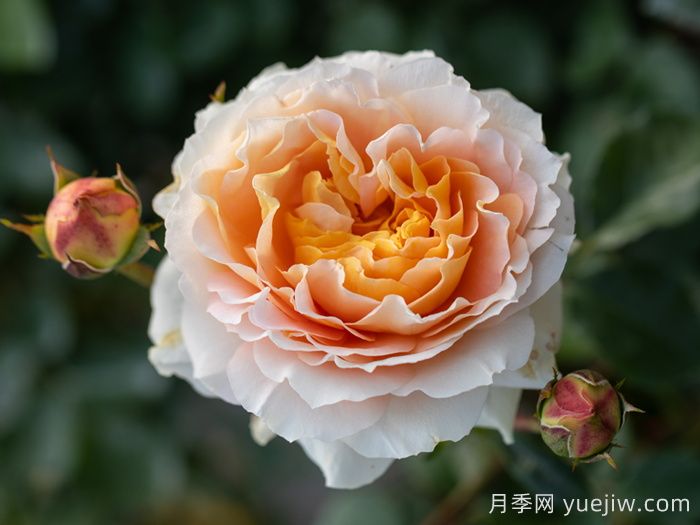 追求月季新品種問題多，注意不要跳進月季坑     (圖2)