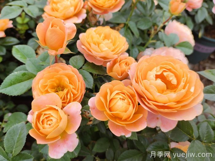 超級(jí)耐寒的5個(gè)月季品種，0度以上就能開花(圖2)
