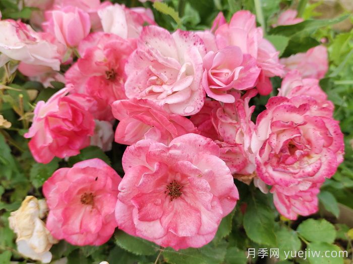超級(jí)耐寒的5個(gè)月季品種，0度以上就能開花(圖4)