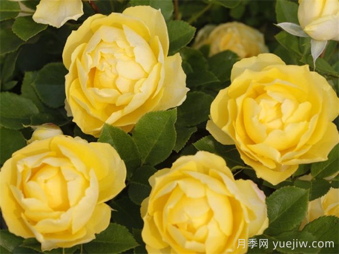 超級(jí)耐寒的5個(gè)月季品種，0度以上就能開花(圖5)