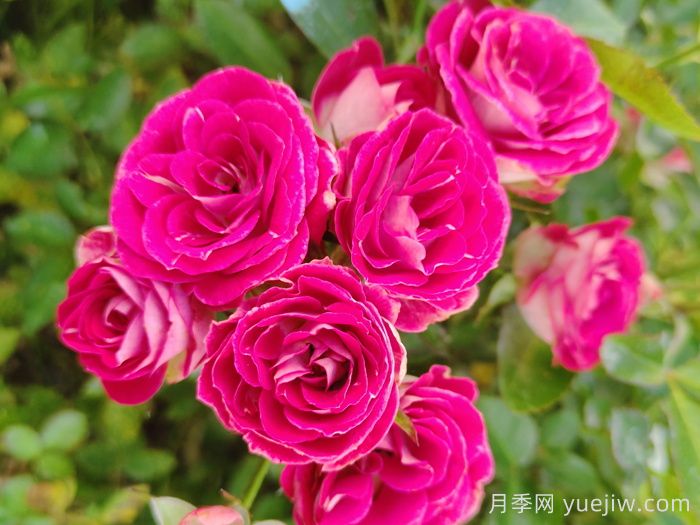 微型月季一年四季花開不斷，微型月季栽培手冊(圖2)