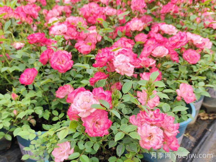 微型月季一年四季花開不斷，微型月季栽培手冊(圖3)