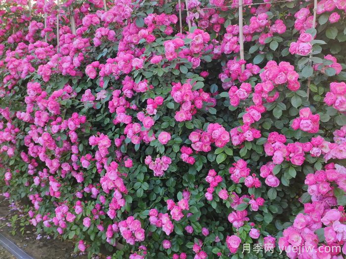 庭院花園植物搭配指南，打造精彩院落(圖1)
