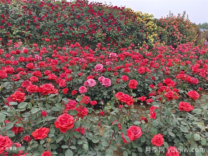 8個(gè)花園種植入門技巧，送給設(shè)計(jì)師與愛好者(圖1)
