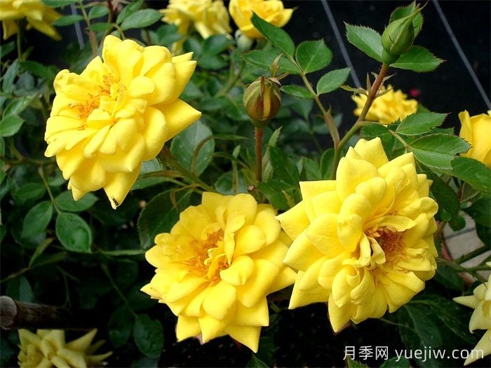 微型月季推薦，黃金珠寶月季(圖1)
