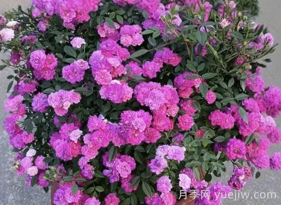 月季推薦，紫紅微月月季(圖1)