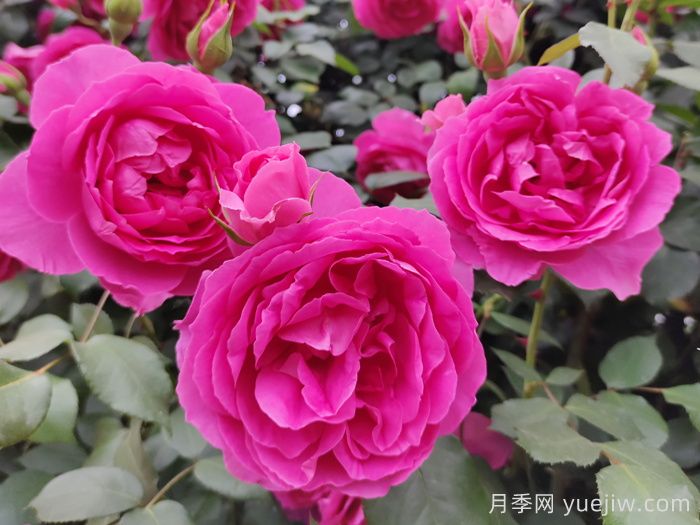 30種漂亮的月季品種，你養(yǎng)了幾種？(圖2)