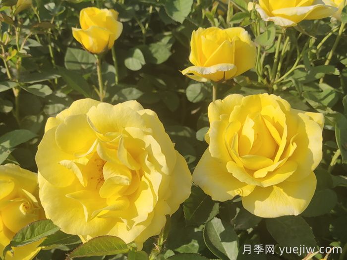 30種漂亮的月季品種，你養(yǎng)了幾種？(圖3)