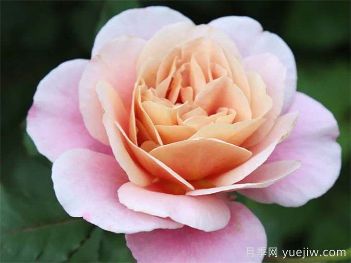 30種漂亮的月季品種，你養(yǎng)了幾種？(圖4)
