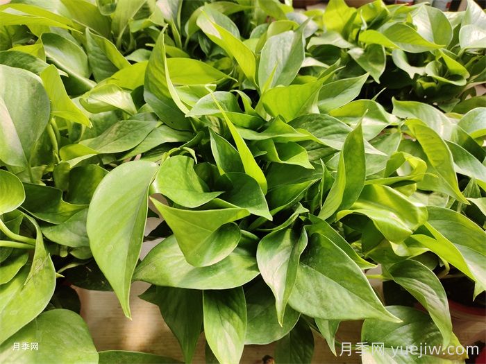 水培植物有哪些？(圖1)