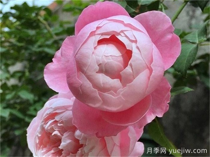 15個(gè)常見月季花特點(diǎn)知識(shí)分享(圖3)