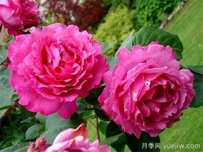 九大精品濃香月季品種，花香滿屋(圖1)