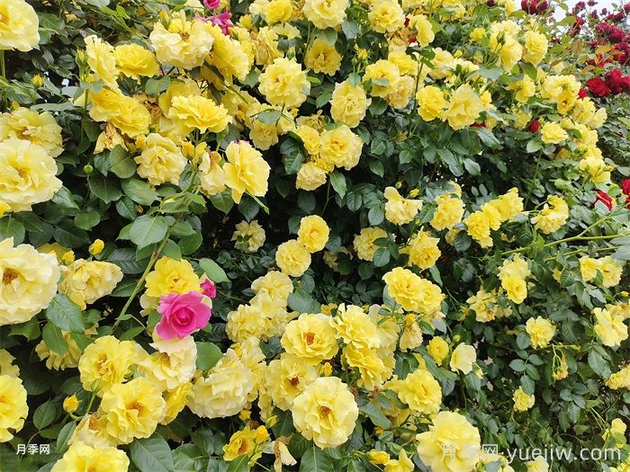 大棵藤本月季的特點、養(yǎng)護(hù)和常見問題(圖2)