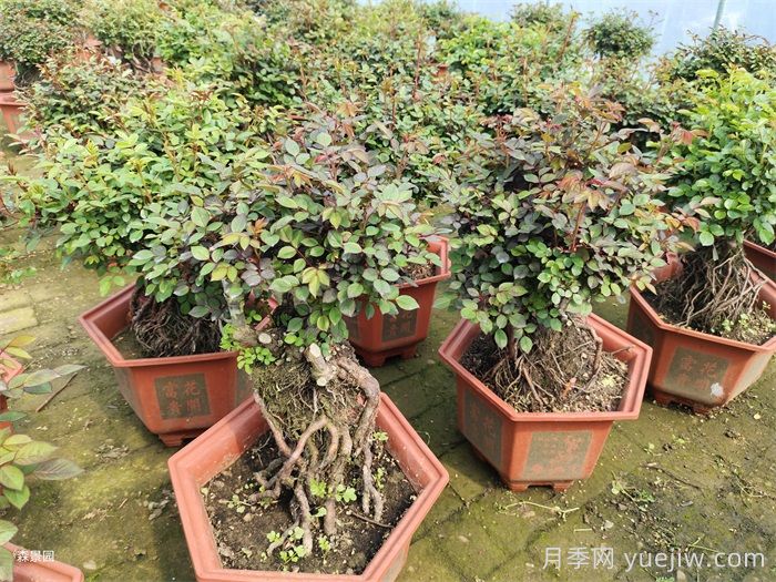 月季花很好養(yǎng)，春秋購買成活率高(圖2)