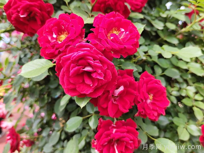 6款經(jīng)典的月季花，抗性強(qiáng)幾乎不生病蟲害(圖3)