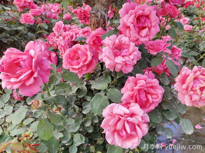 分享10種經(jīng)典大花月季，開花鮮艷美翻春季(圖1)