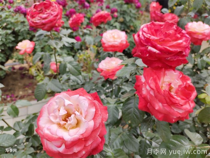 分享10種經(jīng)典大花月季，開花鮮艷美翻春季(圖2)