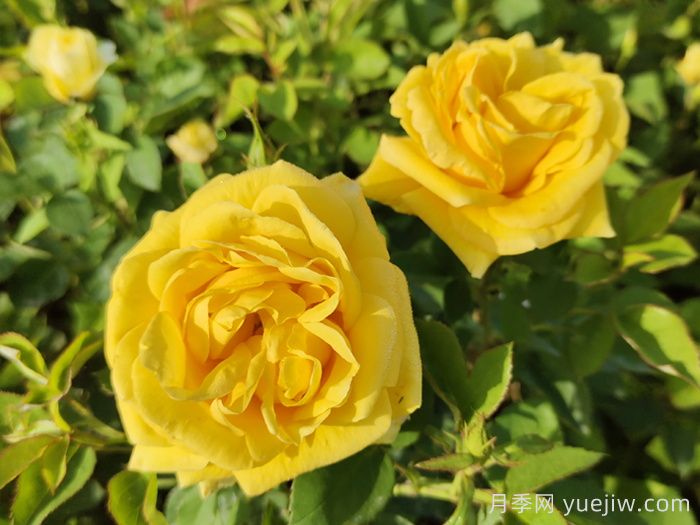 分享10種經(jīng)典大花月季，開花鮮艷美翻春季(圖3)