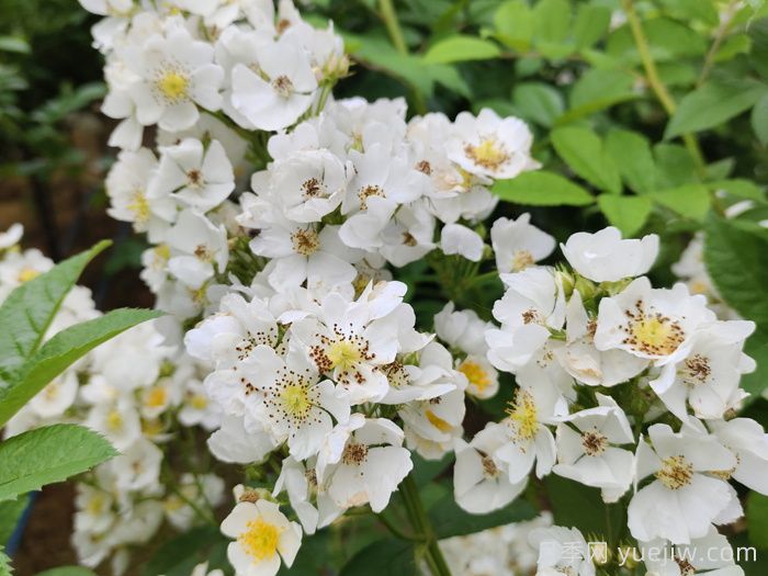 網(wǎng)購回來的月季不開花是怎么問題？(圖1)