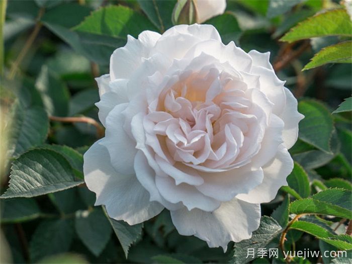 天狼家香氣四溢的月季清單，讓花園充滿浪漫氣息！(圖2)