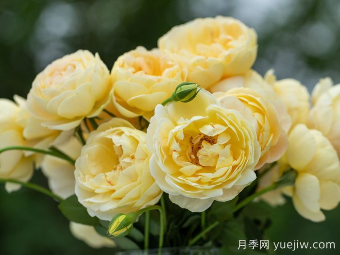 天狼家香氣四溢的月季清單，讓花園充滿浪漫氣息！(圖3)