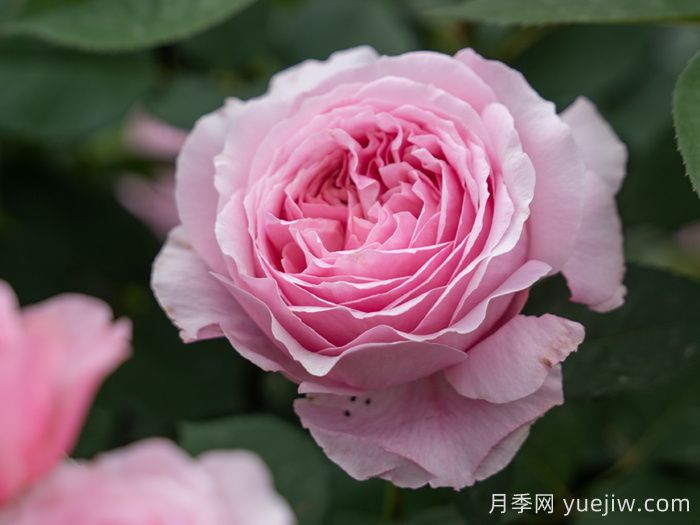 天狼家香氣四溢的月季清單，讓花園充滿浪漫氣息！(圖4)