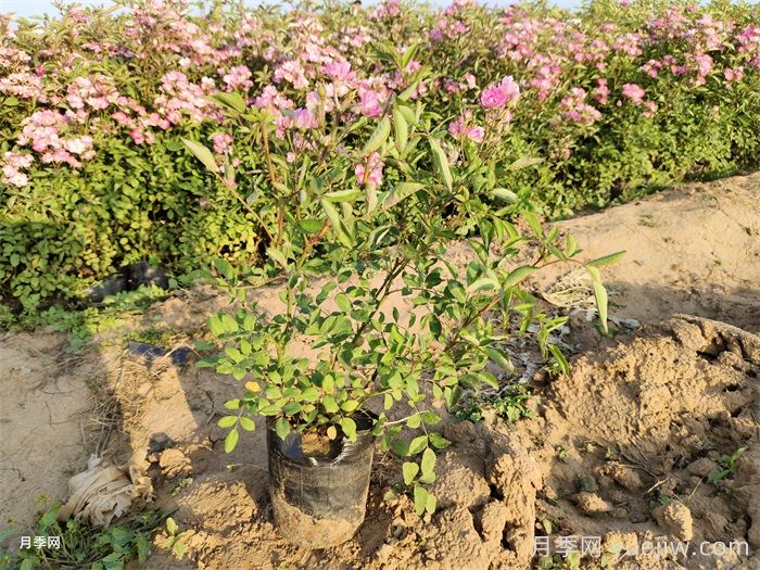 月季有三個坑，養(yǎng)月季花有哪三怕？(圖2)