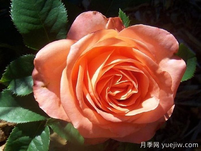 月季推薦，木瓜月季(圖1)