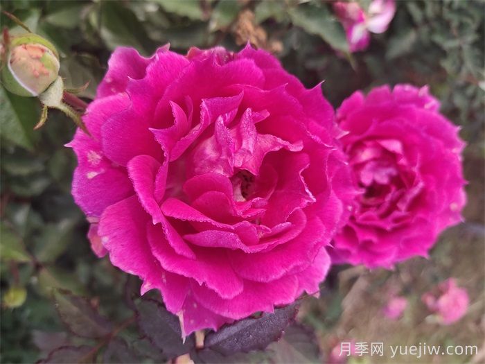 如果只能養(yǎng)一棵月季花，那么就在這5個品種中選擇(圖4)